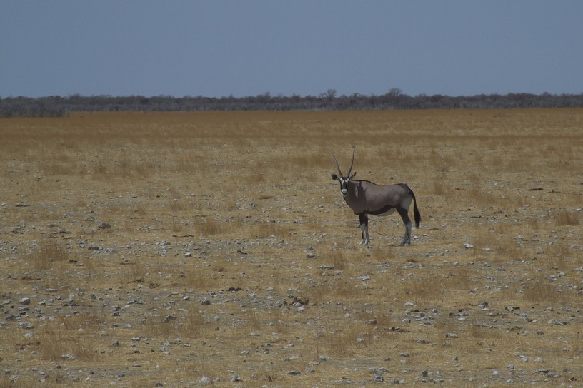 Oryx (Spiebock)