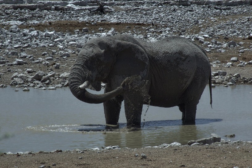 Elefant beim Bad