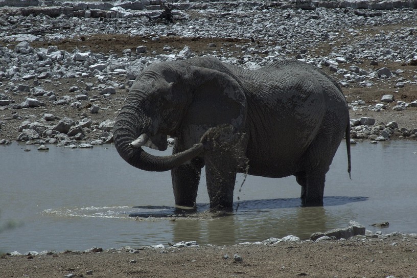 Elefant beim Bad