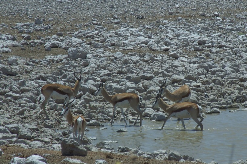 wieder Springb�cke