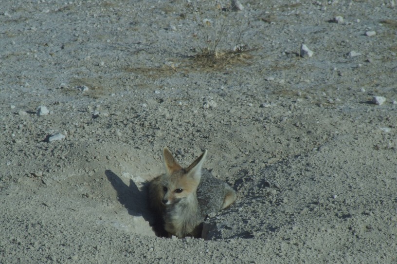 junger Schabrackenschakal