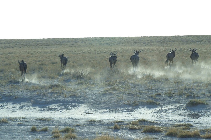 Streifengnus auf der Flucht