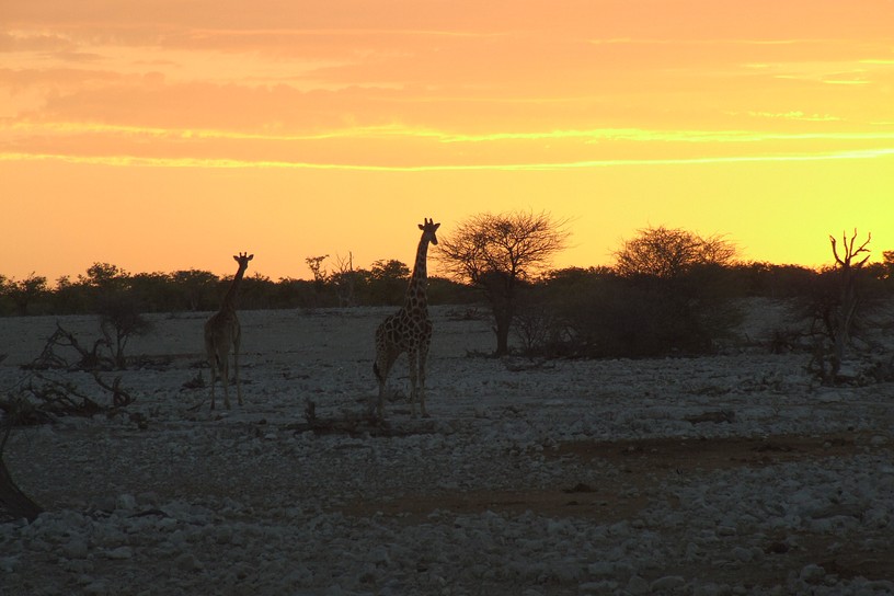 Giraffen bei Sonnenuntergang