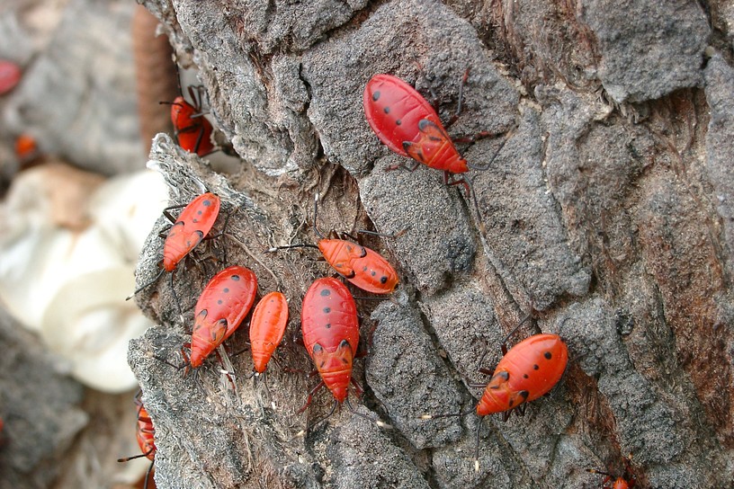 mausf�rmige Wanzen