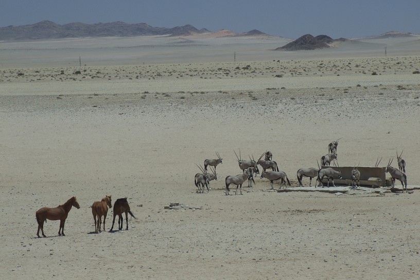 wilde Pferde und Oryx