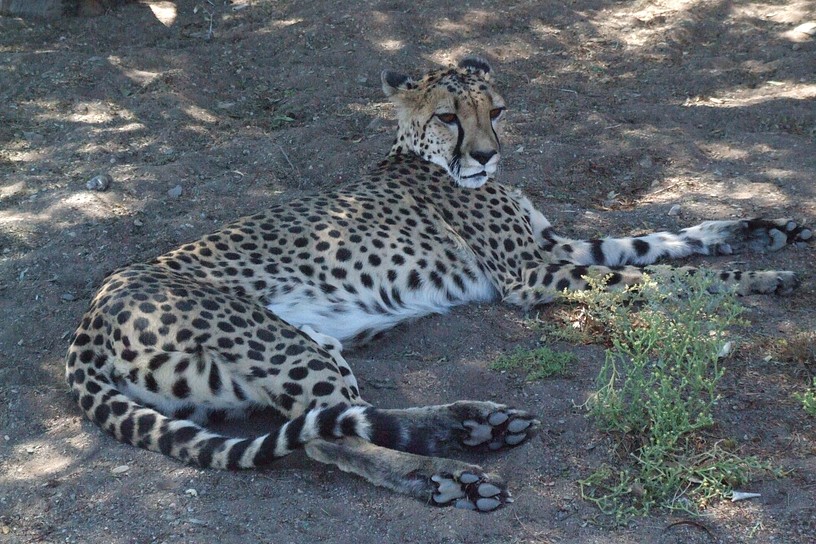 Gepard