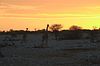 Giraffen bei Sonnenuntergang