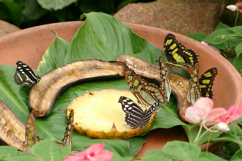 Schmetterlingsf�tterung