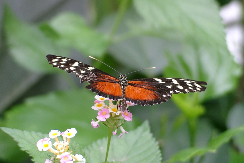 Schmetterling rot