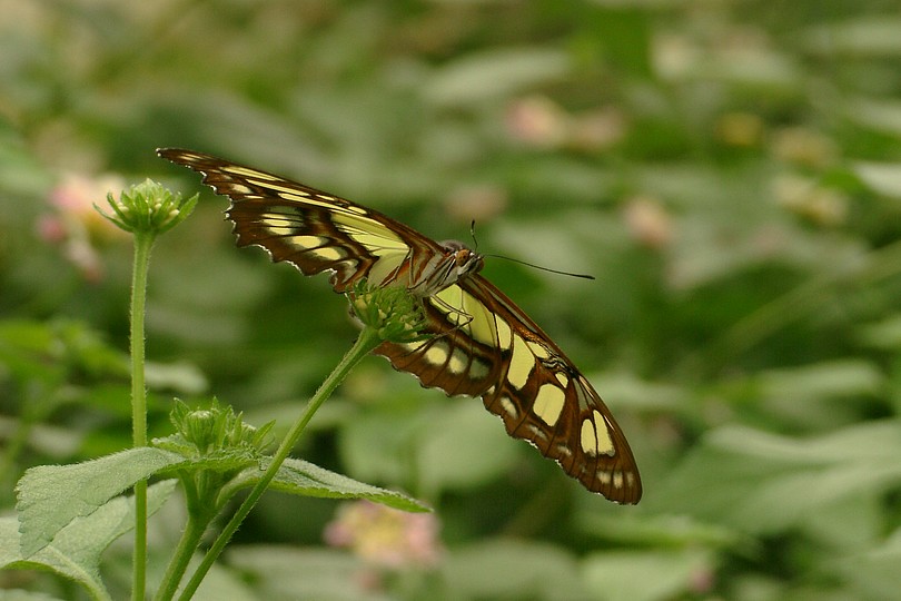 Schmetterling gescheckt offen