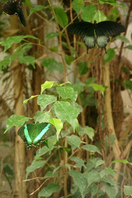 Schmetterling t�rkis