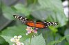 Schmetterling rot