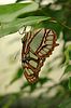 Schmetterling gescheckt