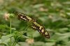 Schmetterling gescheckt offen