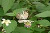 Schmetterling blass