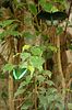 Schmetterling türkis