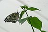 Schmetterling schwarzweiß
