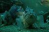 Fisch