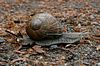Weinbergschnecke