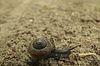kleine braune Schnecke