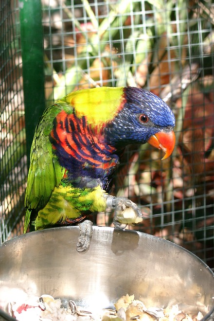 Papagei
