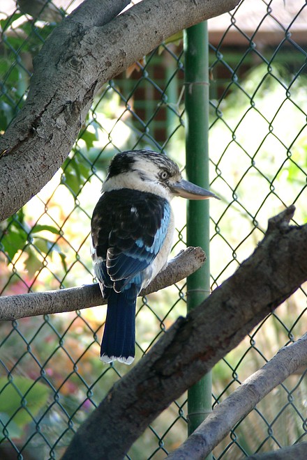Eisvogel