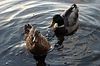 Enten