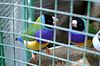 bunte V�gel