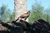 Greifvogel