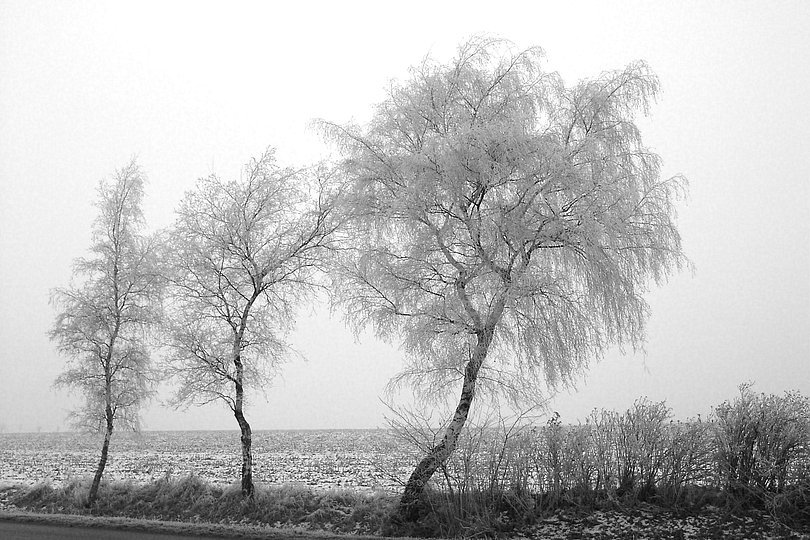 Birken mit Frost