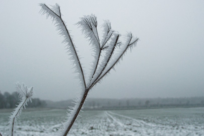 Frostzweig V1