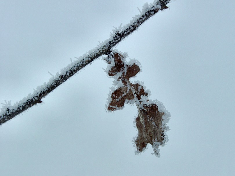 Frostblatt