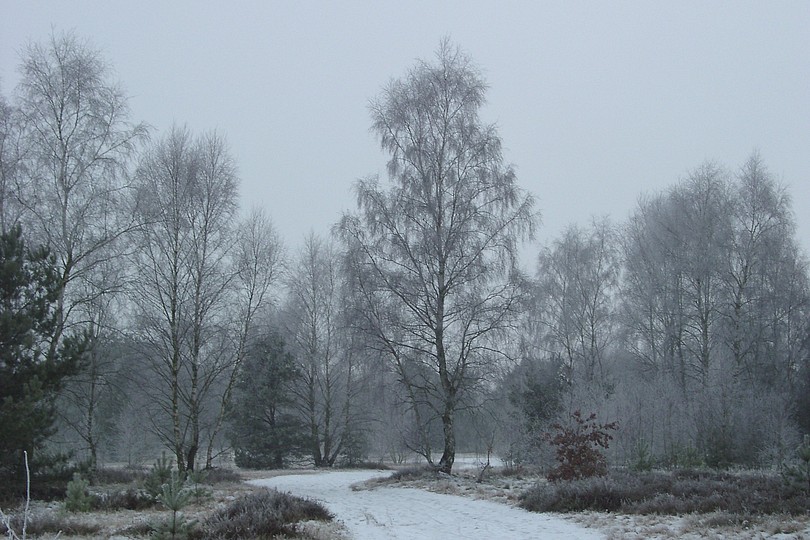 Birkenweg.