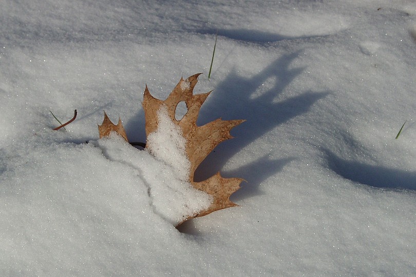 Blatt im Schnee