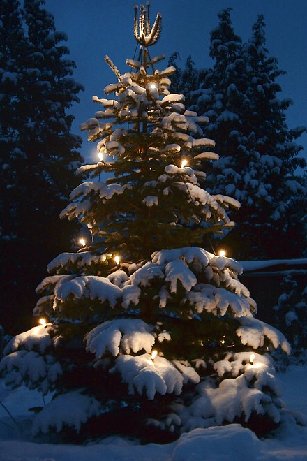 Weihnachtsbaum