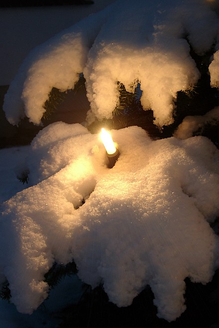 Licht am Weihnachtsbaum