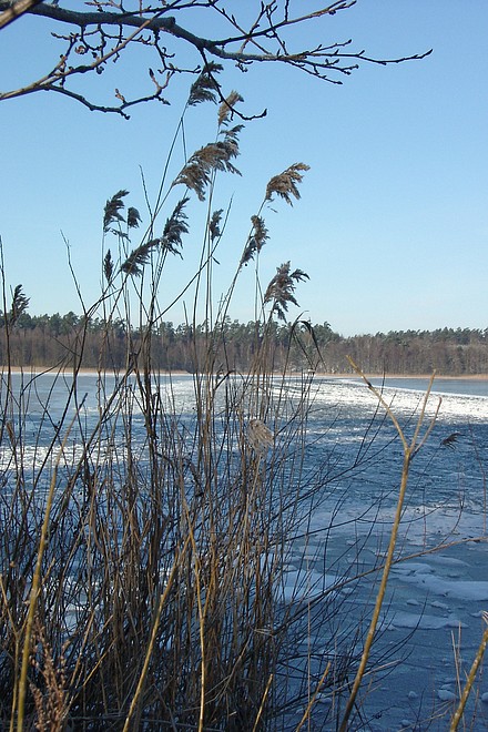 Schilfgras