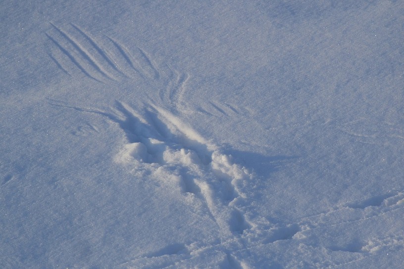 Spuren im Schnee