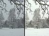 Schneebirke original und bearbeitet